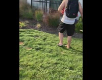 Golden retriever dog puppy meet grass guy