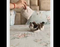 Small black white puppy jumps white pillow 