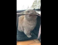 Collab ClipsIG - Cat barely fit inside the netted cage