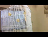 Man try to teach bird musical notes