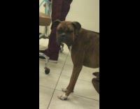 Collab Clips mpugc - Brown dog puffy face vet