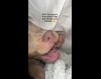 Collab Clips MPUGC - Brown dog biting owner and camera