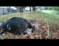 Duck turns and flips the egg on the nest at the yard