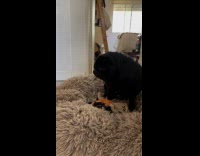 Black dog walks with spoon inside mouth