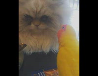 Brown cat hits yellow bird on table 