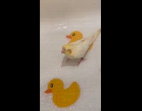 Bird having emotional meltdown while on shower