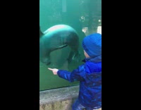 Kid blue jacket make seal spin around