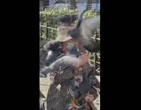Middle aged woman feeds bunch of birds 