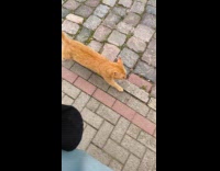 Orange cat follows woman walks on street