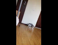 Grey kitten jumps toward toy rat 