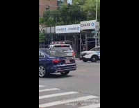 Dog wont move from middle of crosswalk 