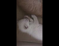 White newborn kitten licks grooms paw