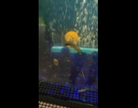 Snail loves to ride over bubble stone 