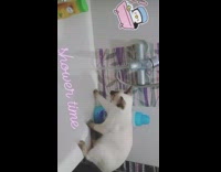 Cat stands on bathtub touches water faucet