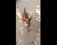 Dog catches food thrown by the filmer