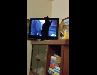 Black cat continuously scratching the TV screen