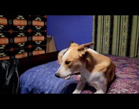 Dog sings along  Litanie Contre la Peur
