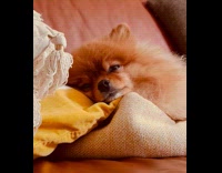 Dog falling asleep on couch
