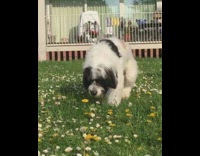 Three legged dog walks towards guy park 