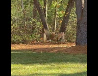 Wild bobcat on rock visit backyard tree