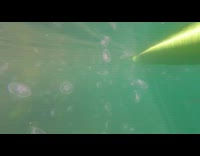 Moon jellyfish under water during kayak ride