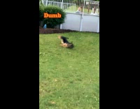 Dog running away slips on grass face first 