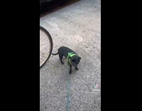 Black dog runs into bike tire 