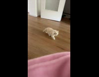 Kitten Gets Spooked on Fur Floor Carpet 