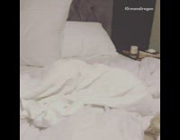 small white dog hides under bed sheet and emerges from it 