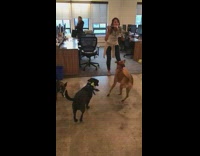 Black and Brown Dogs Chases After Bubbles In Slowmotion