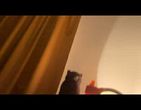 Cat watch ddoi video projected on ceiling