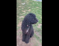 Dog dig hole in dirt in backyard