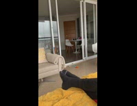 Cat plays fetch yellow toy black socks