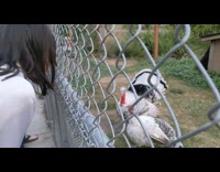 Collab DailyDoseOfInternet - Woman imitates turkey call responded behind metal fence