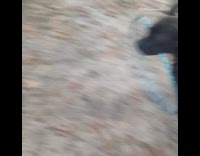 black dog playing with hula hoop 