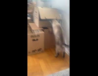 Cat fails jump to box first try