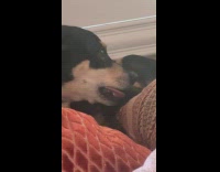 Dog looked guilty caught eating own foot