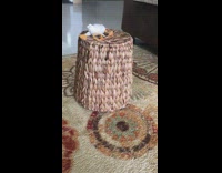 Kitten cat under upside down straw basket