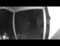 Collab BitchMP - Cat escapes from the house 