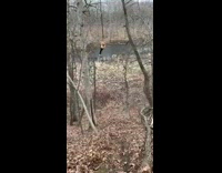 Yellow sweater guy swings on rope tree