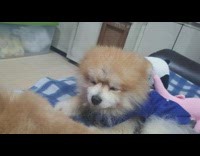 Sleepy brown puppy in blue shirt sofa