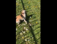 Woman calling out dog eating dandelions