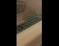 Hamster runs on top of exercise wheel 