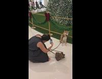 Woman photo shoot pet dog Christmas Tree