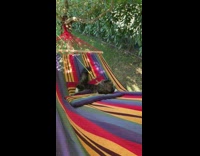 Cat lays red yellow striped hammock grass 
