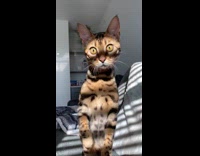 Brown cat on couch stands up window 