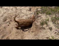 Dog loves to roll over the sand