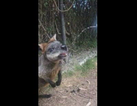 Man gives water to a baby kangaroo 