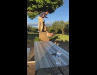 Guy sit upside down tree log chair