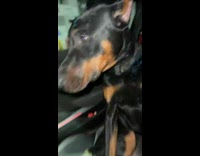 Clips mpugc - Dog gets into cup makes mess in car